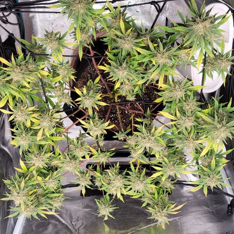 TriCross growlog timeline photo