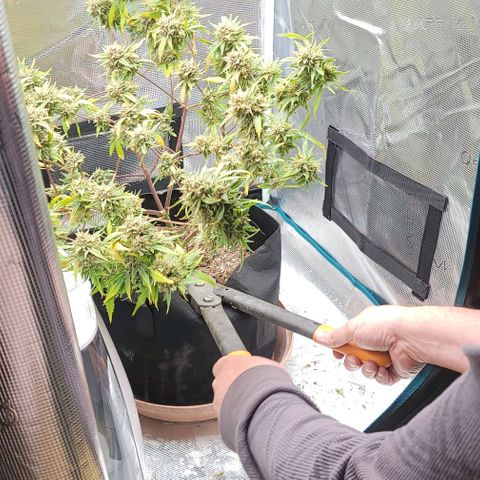 TriCross growlog timeline photo