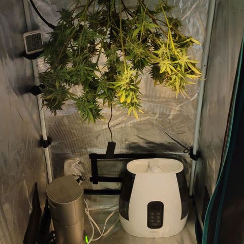 TriCross growlog timeline photo