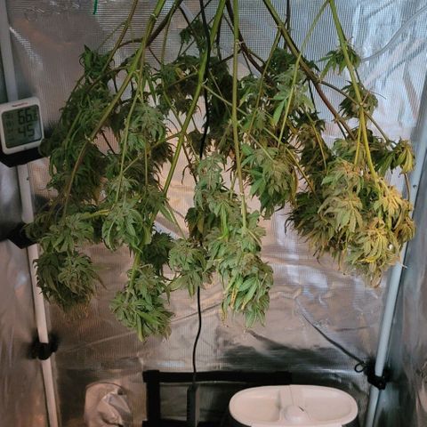 TriCross growlog timeline photo