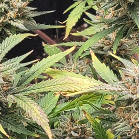 TriCross growlog timeline photo