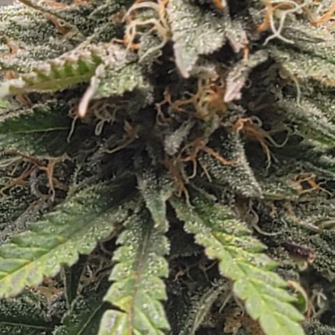 TriCross growlog timeline photo