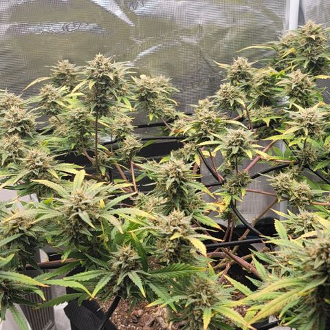 TriCross growlog timeline photo