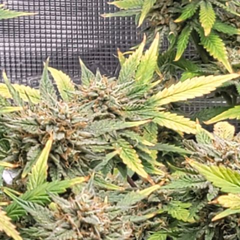 TriCross growlog timeline photo