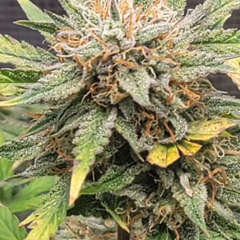 TriCross growlog timeline photo