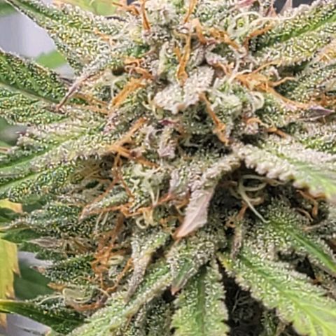 TriCross growlog timeline photo