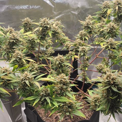 TriCross growlog timeline photo