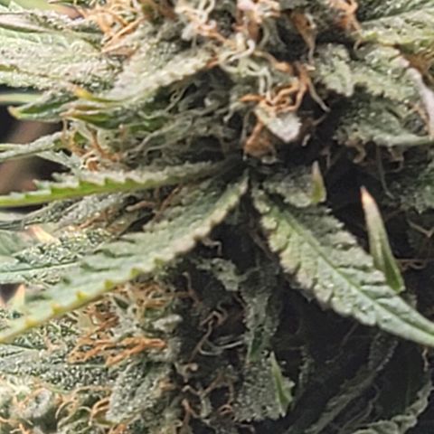 TriCross growlog timeline photo