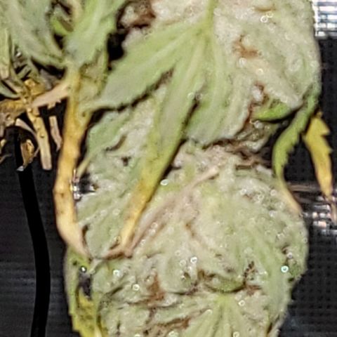 TriCross growlog timeline photo