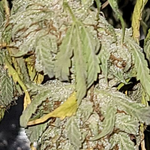 TriCross growlog timeline photo