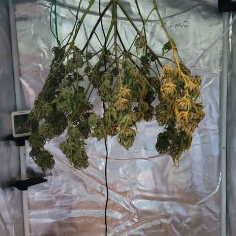 TriCross growlog timeline photo