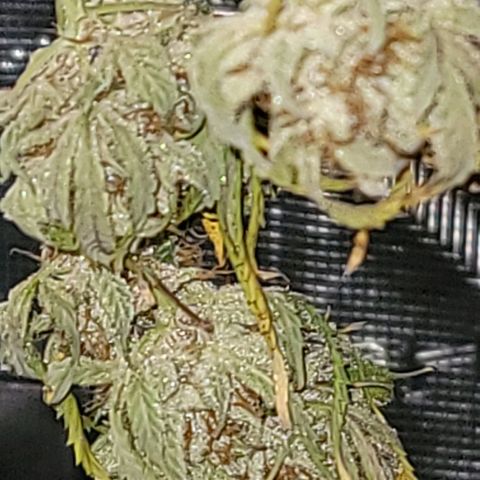 TriCross growlog timeline photo