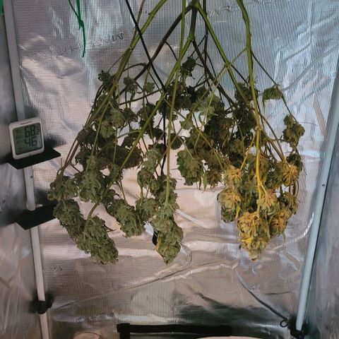 TriCross growlog timeline photo