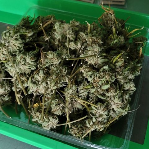 TriCross growlog timeline photo