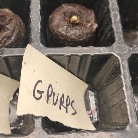 Granddaddy Purple growlog timeline photo