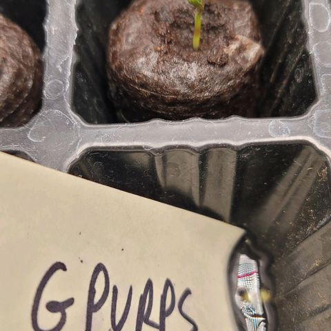 Granddaddy Purple growlog timeline photo