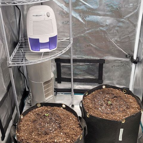 Granddaddy Purple growlog timeline photo