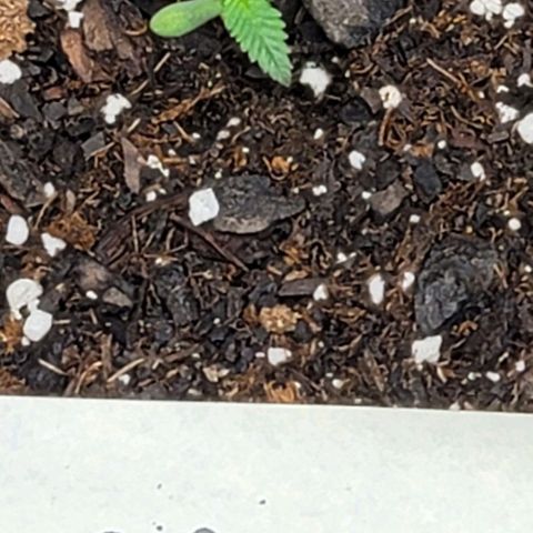 Granddaddy Purple growlog timeline photo