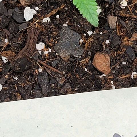 Granddaddy Purple growlog timeline photo