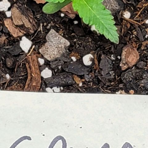 Granddaddy Purple growlog timeline photo