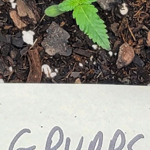 Granddaddy Purple growlog timeline photo