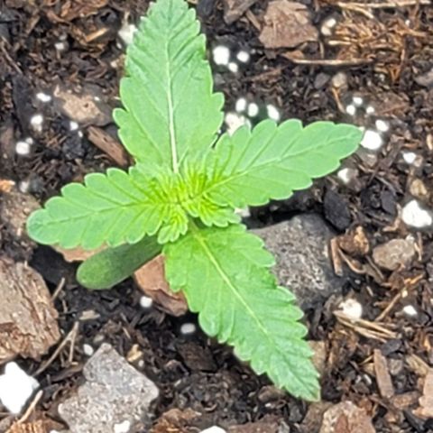 Granddaddy Purple growlog timeline photo