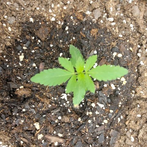 Granddaddy Purple growlog timeline photo