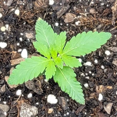 Granddaddy Purple growlog timeline photo