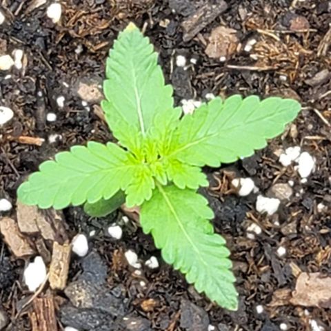 Granddaddy Purple growlog timeline photo