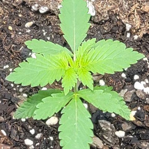 Granddaddy Purple growlog timeline photo