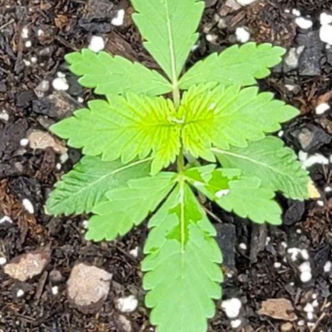 Granddaddy Purple growlog timeline photo