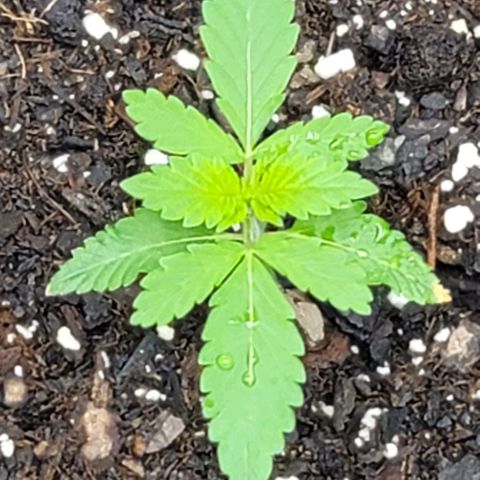 Granddaddy Purple growlog timeline photo