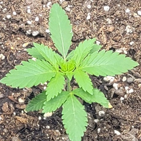 Granddaddy Purple growlog timeline photo