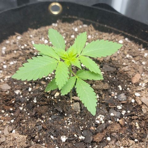 Granddaddy Purple growlog timeline photo