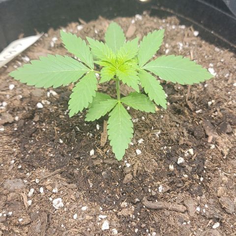 Granddaddy Purple growlog timeline photo
