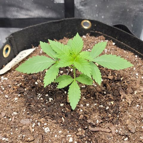 Granddaddy Purple growlog timeline photo