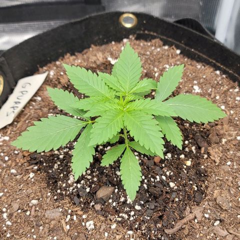 Granddaddy Purple growlog timeline photo