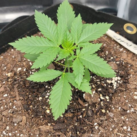 Granddaddy Purple growlog timeline photo