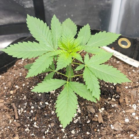 Granddaddy Purple growlog timeline photo