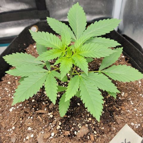 Granddaddy Purple growlog timeline photo