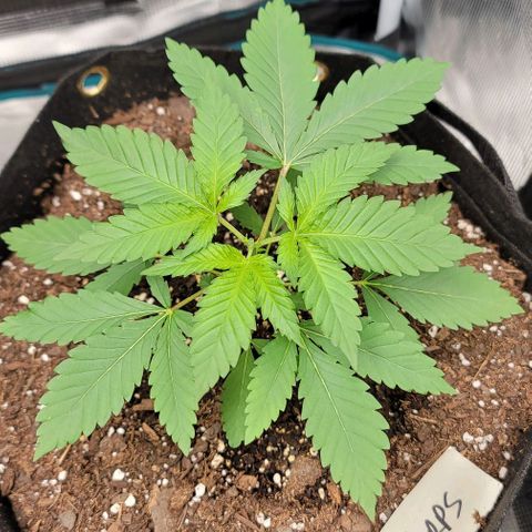 Granddaddy Purple growlog timeline photo