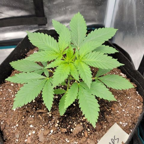 Granddaddy Purple growlog timeline photo