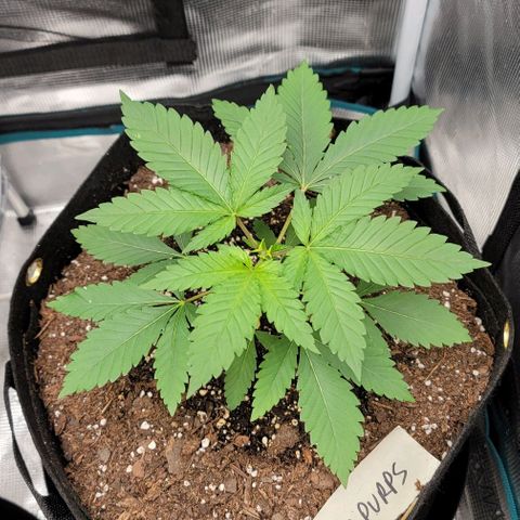 Granddaddy Purple growlog timeline photo