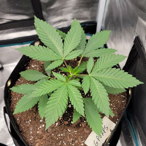Granddaddy Purple growlog timeline photo