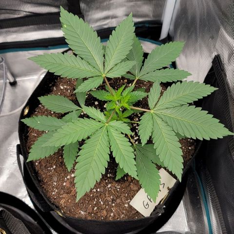Granddaddy Purple growlog timeline photo