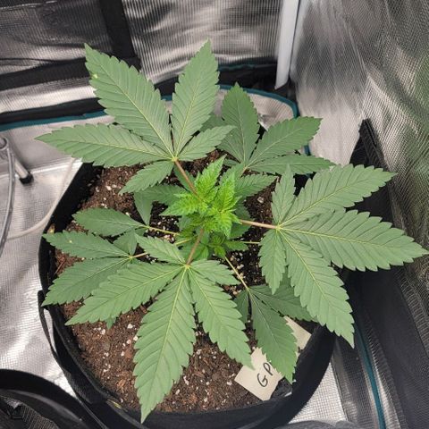 Granddaddy Purple growlog timeline photo