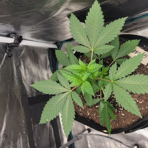 Granddaddy Purple growlog timeline photo