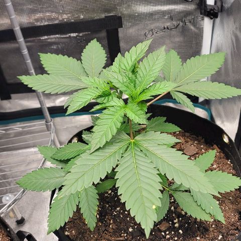 Granddaddy Purple growlog timeline photo