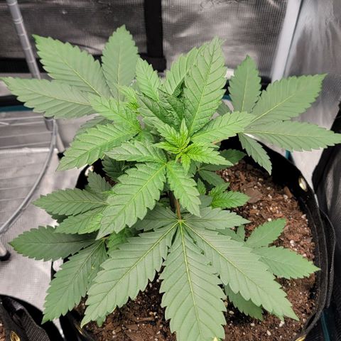 Granddaddy Purple growlog timeline photo