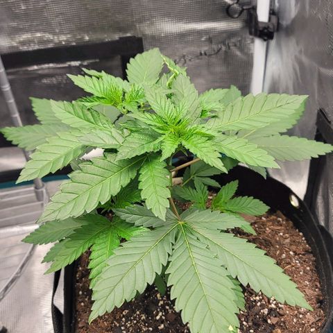 Granddaddy Purple growlog timeline photo